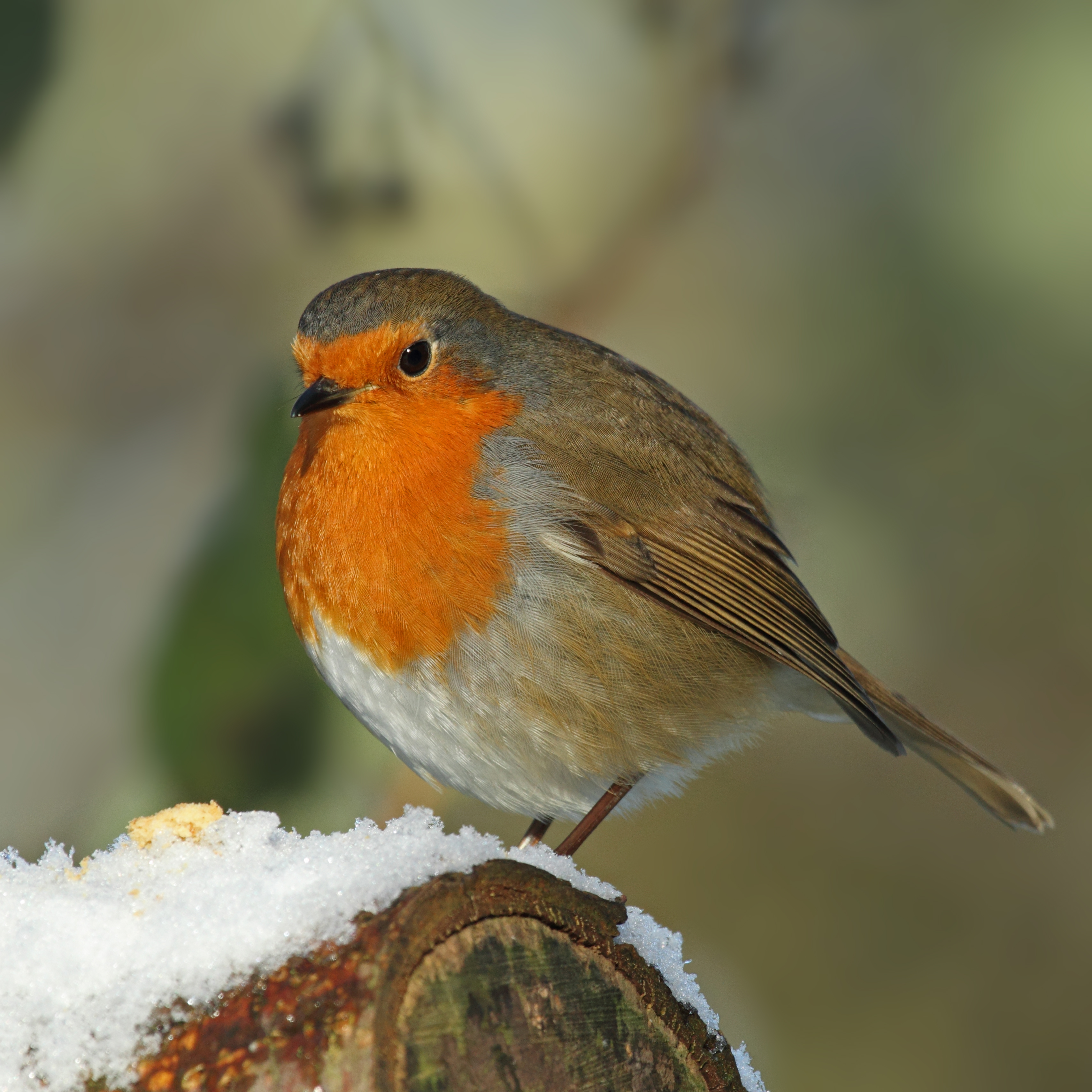 How to Paint a Robin Reference Photo.jpg