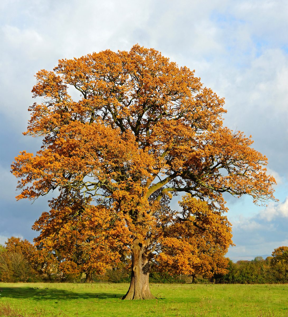 Autumn Tree Reference Photo.jpg