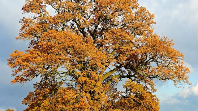 Autumn Tree Reference Photo.jpg