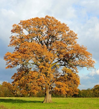 Autumn Tree Reference Photo.jpg