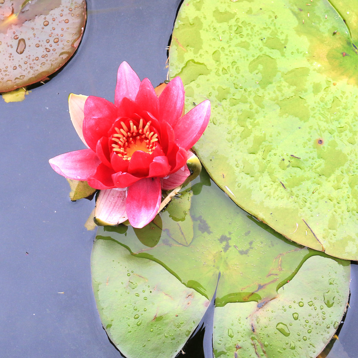 How to Paint a Lily Flower Reference Photo.jpg