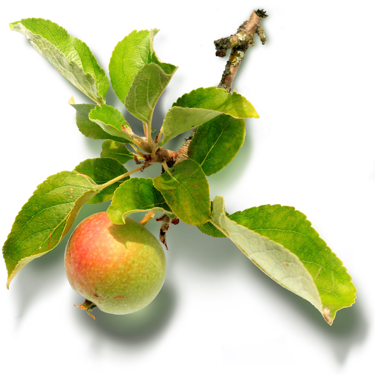 How to Paint an Apple Reference Photo.jpg