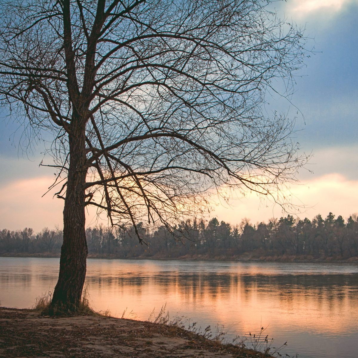 How to Paint a Winter Tree Reference Photo.jpg