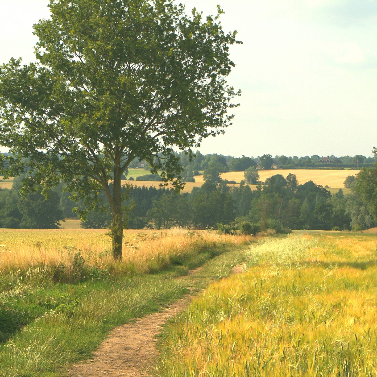 How to Paint a Simple Landscape Reference Photo.jpg