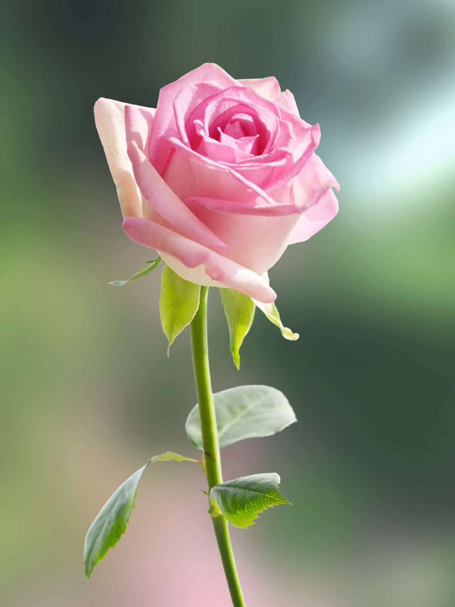 Rose Tutorial Reference Photo.jpg