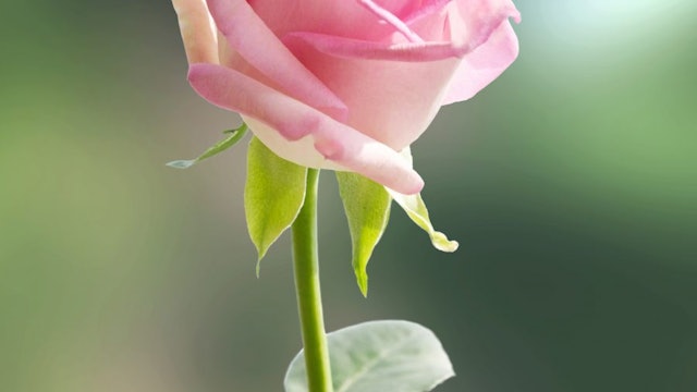 How to Paint a Rose - Advanced Level 1 - Michael James Smith Official ...