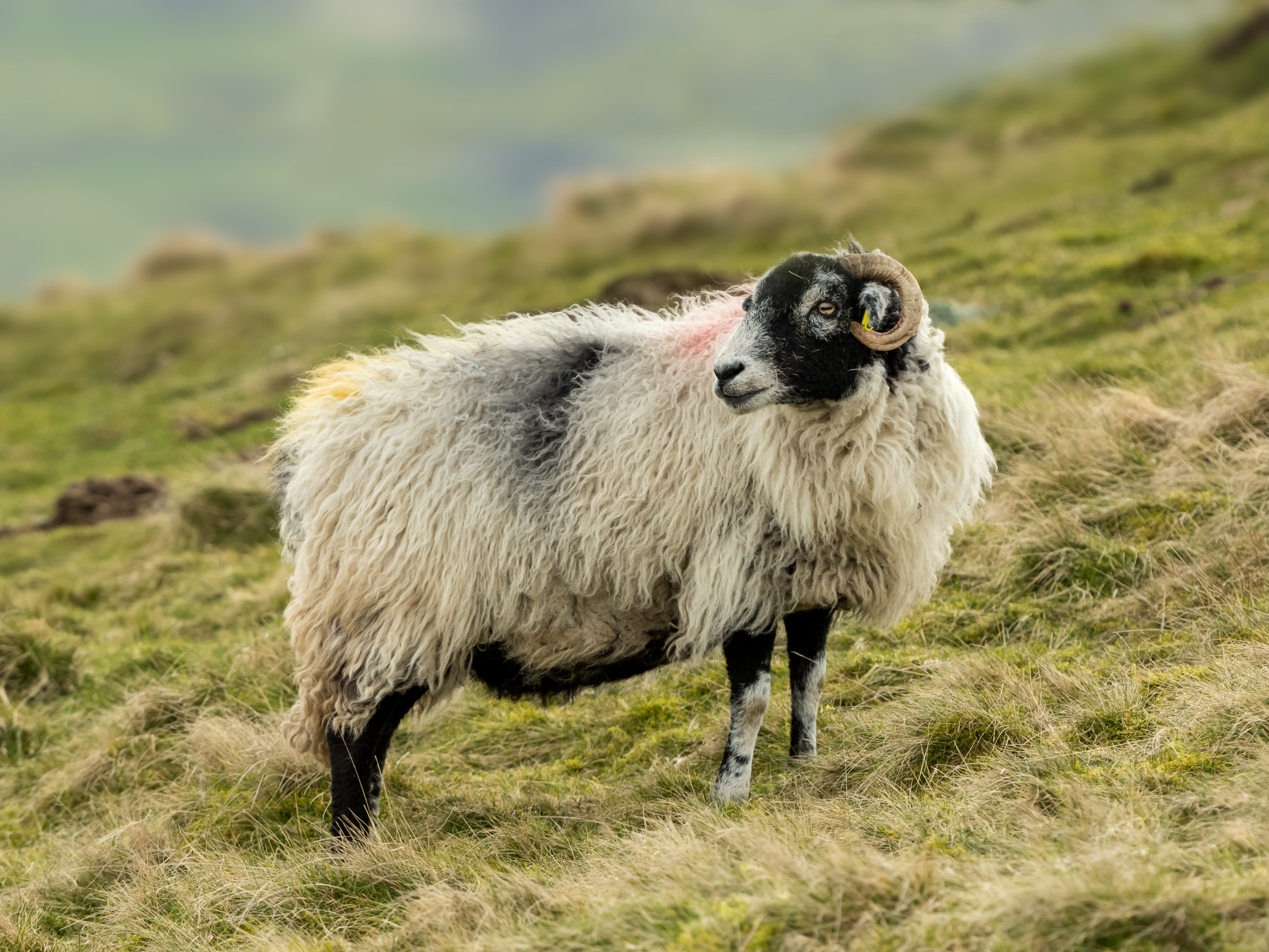 How to Paint a Sheep Reference Photo.jpg