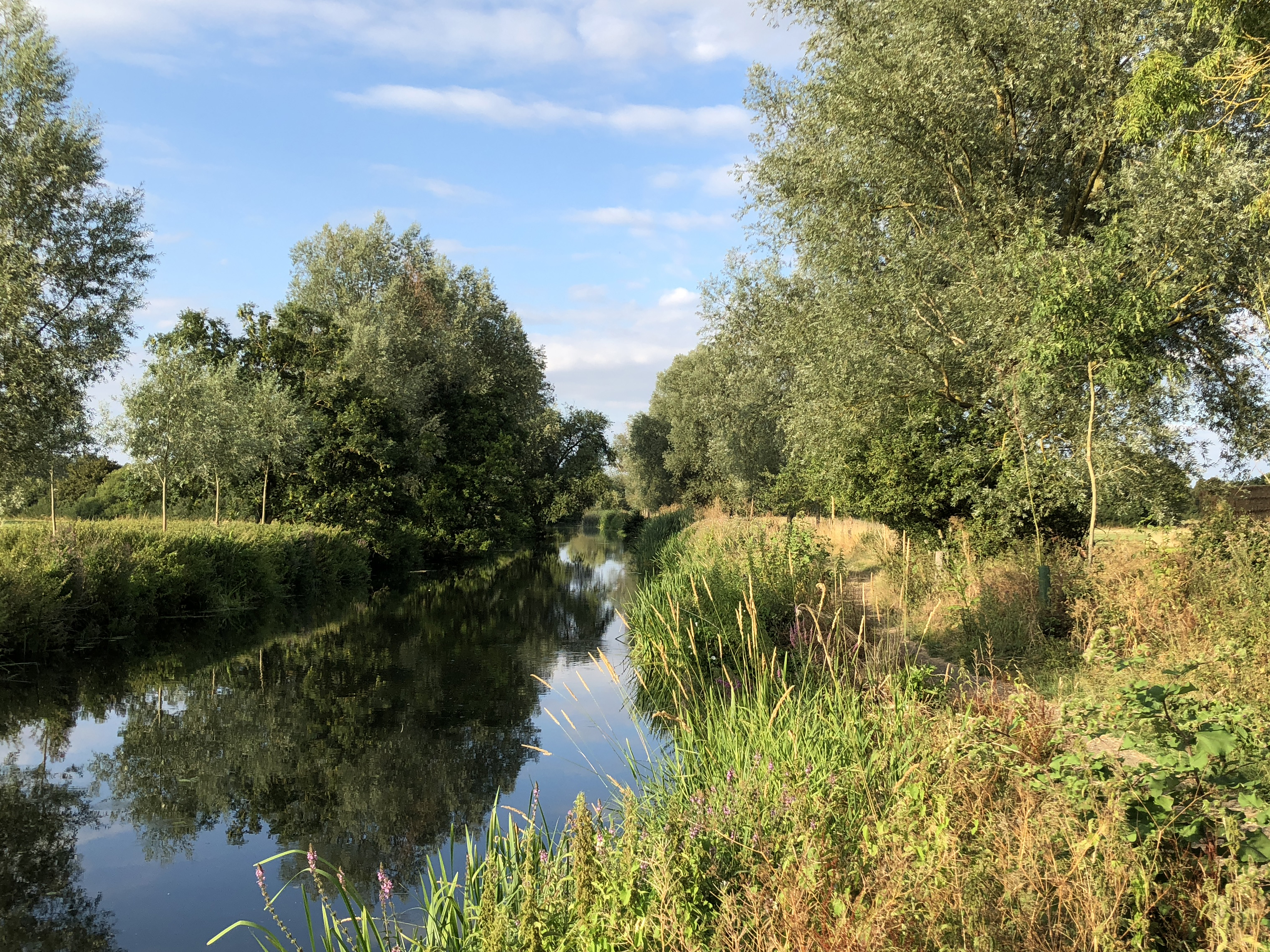 Willows Beside the River Reference Photo.jpg