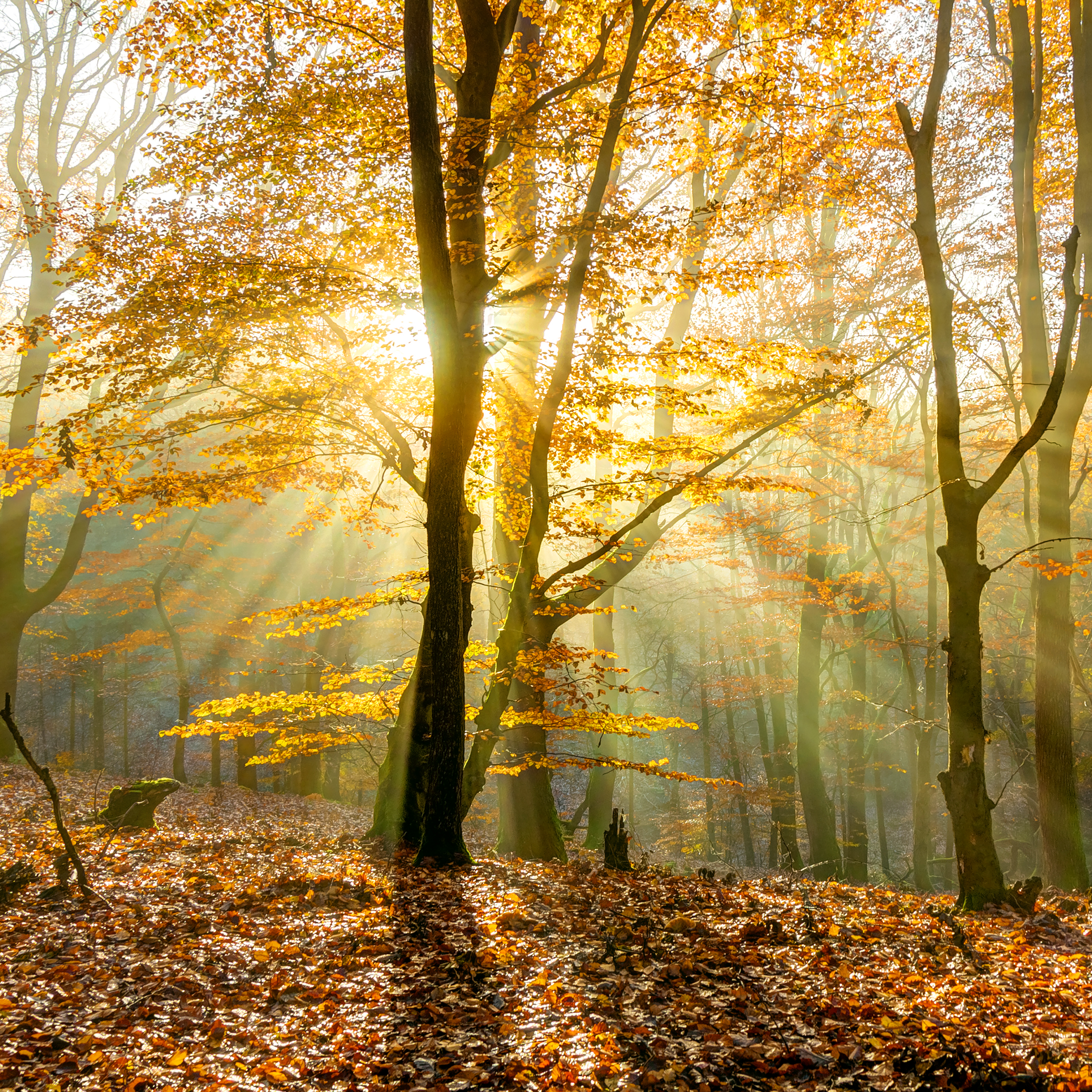 Autumn Rays Reference Photo.jpg