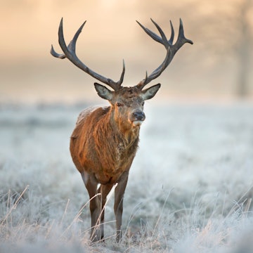 Winter Stag Reference Photo.jpg
