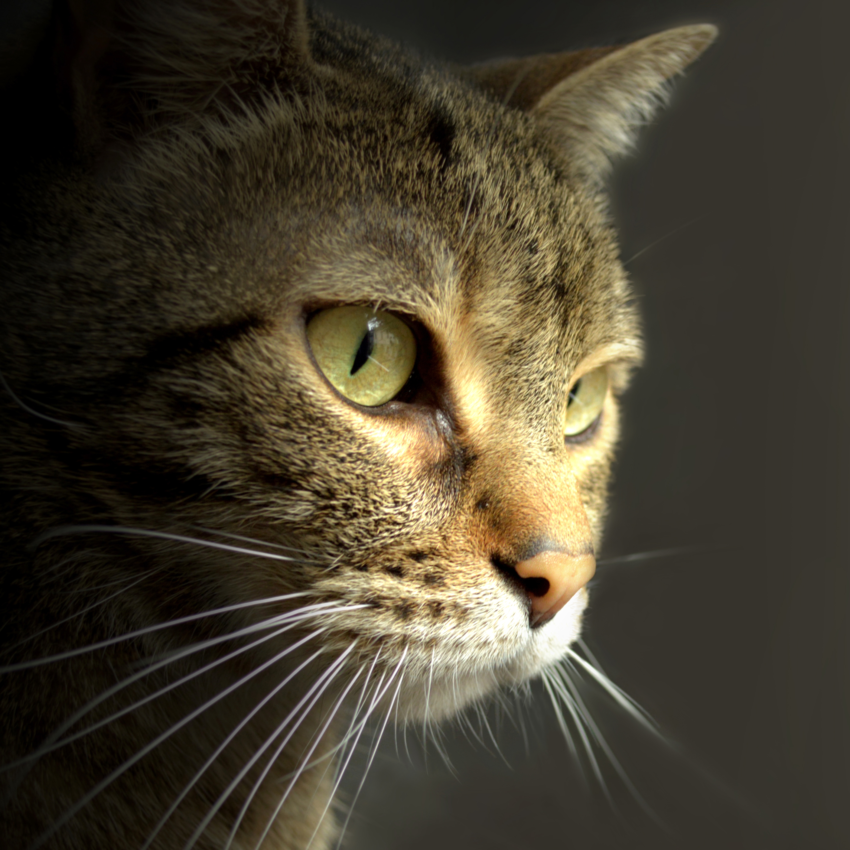 Tabby Cat Reference Photo.jpg