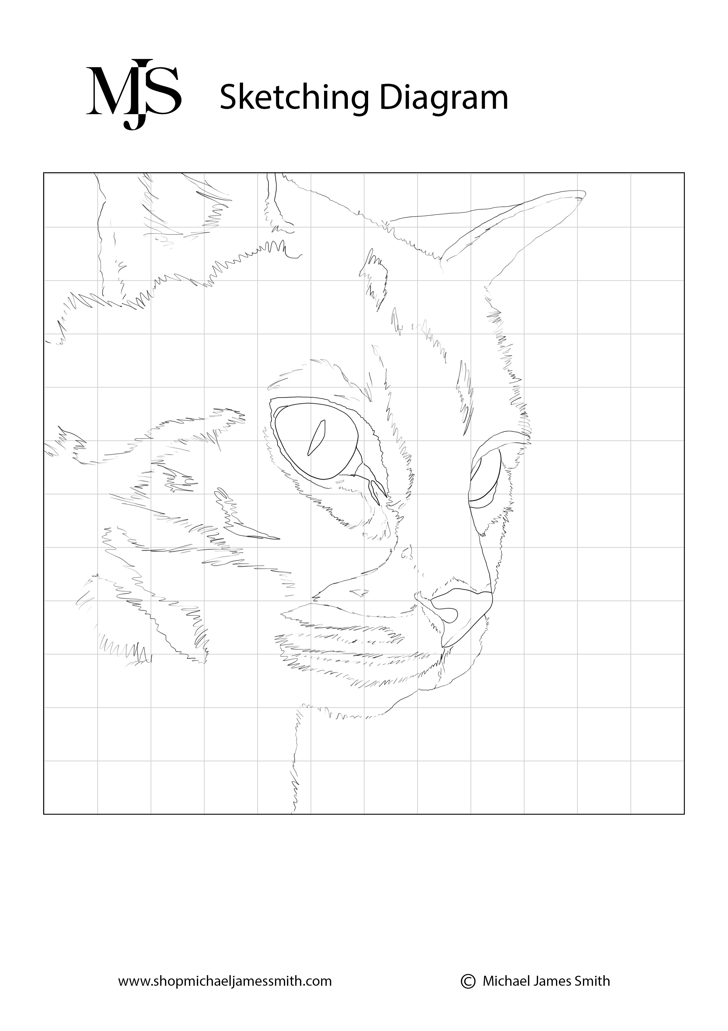 Tabby Cat Sketching Diagram.jpg