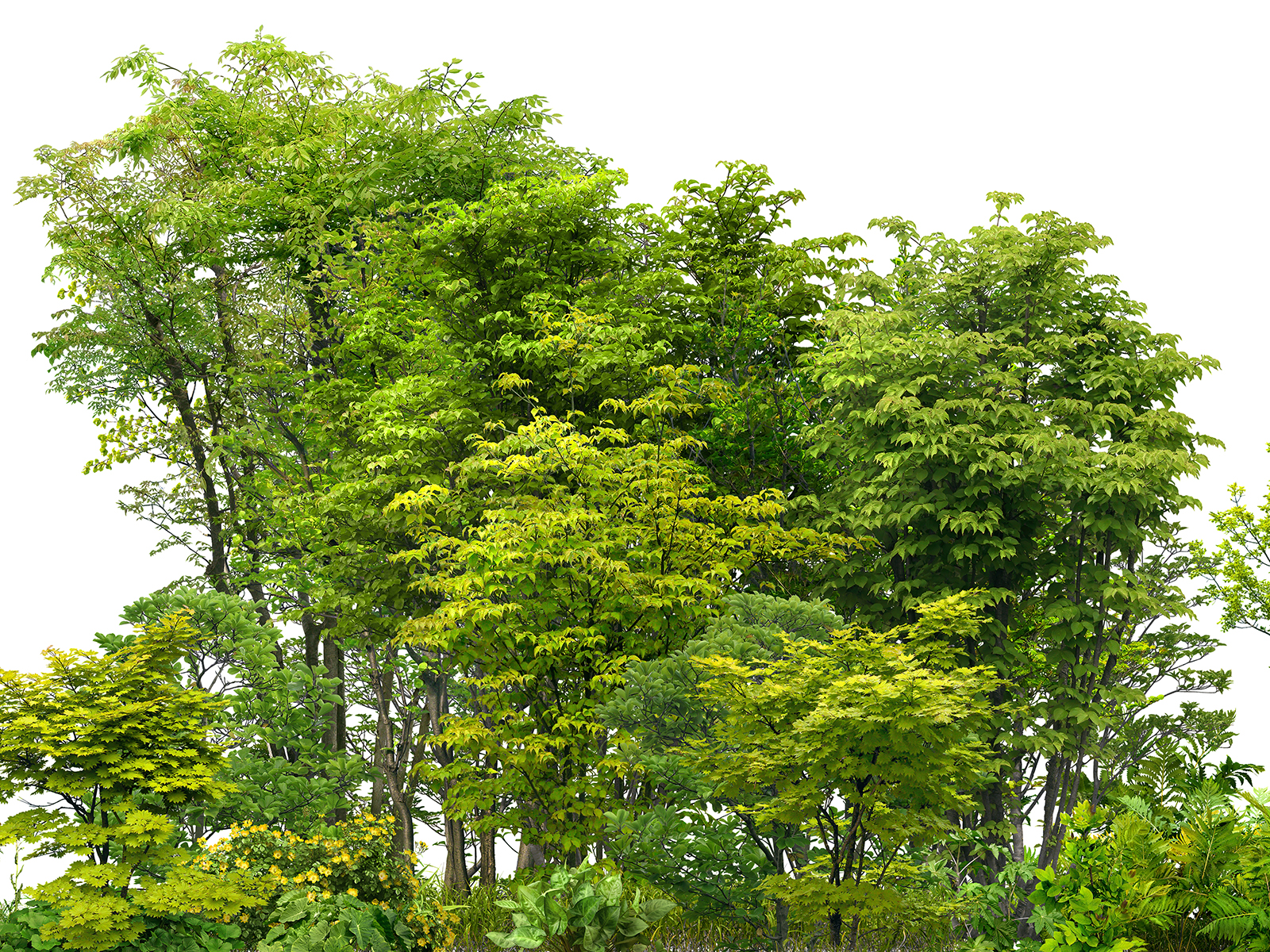 Tree Study Reference Photo.jpg