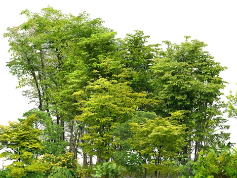 Tree Study Reference Photo.jpg