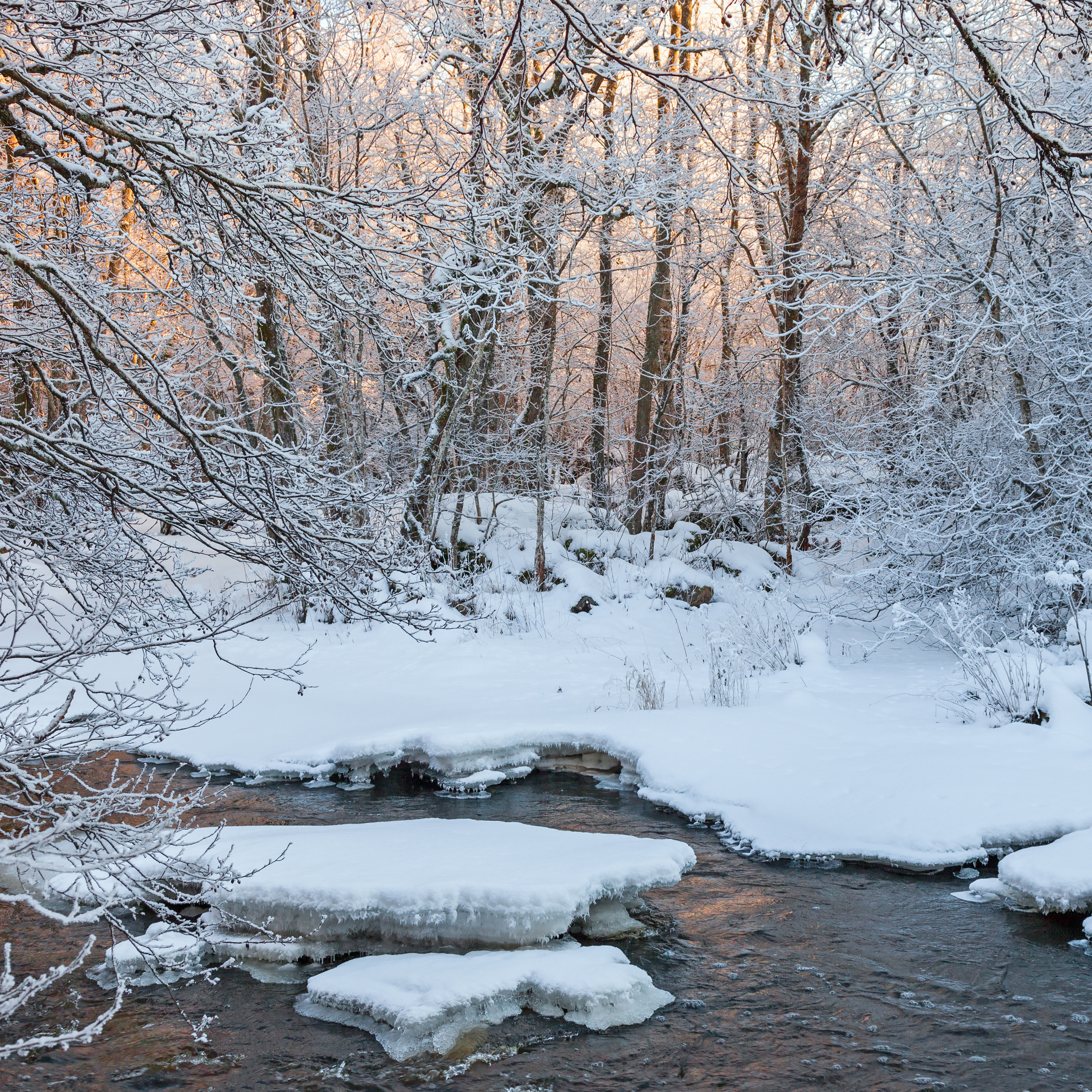 Winter's Light Reference Photo.jpg