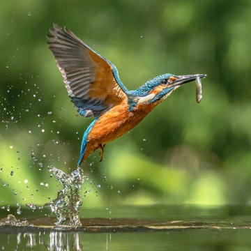 Kingfisher Reference Photo.jpg