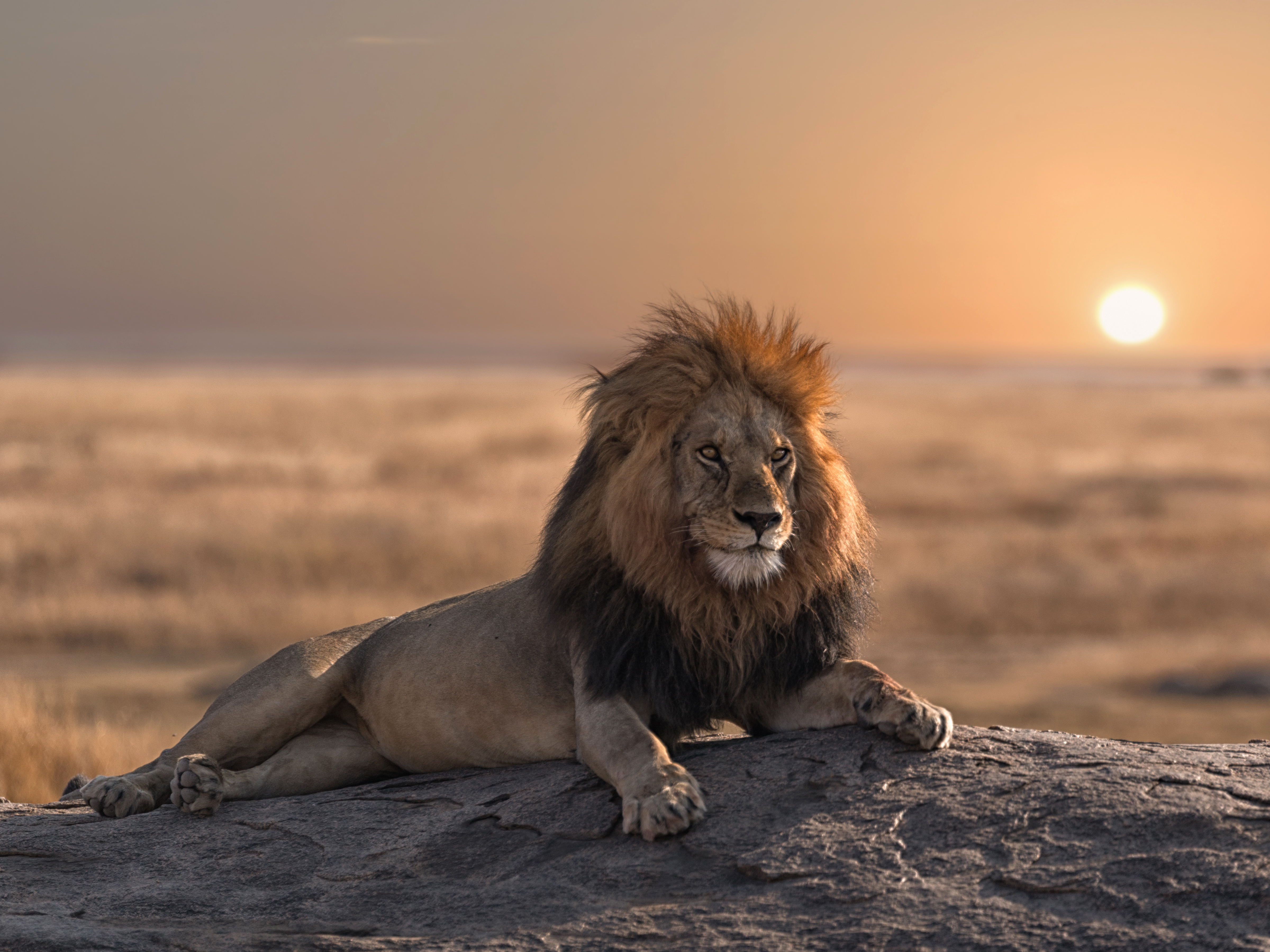 Lion Reference Photo.jpg