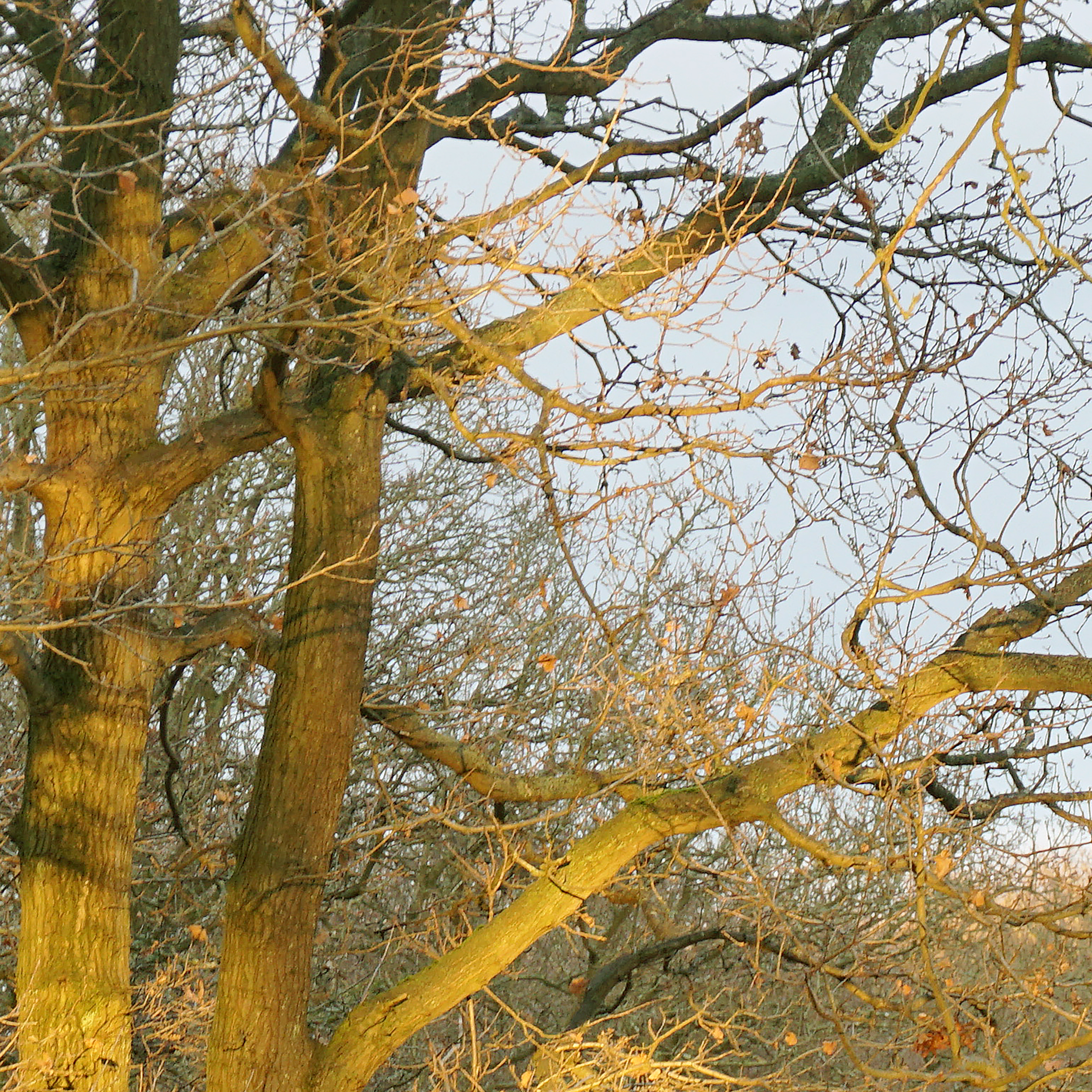 Tree Branch Study Reference Photo.jpg