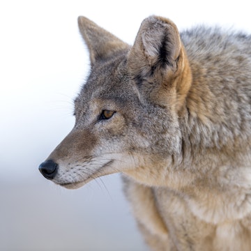 Coyote-Reference-Photo.jpg