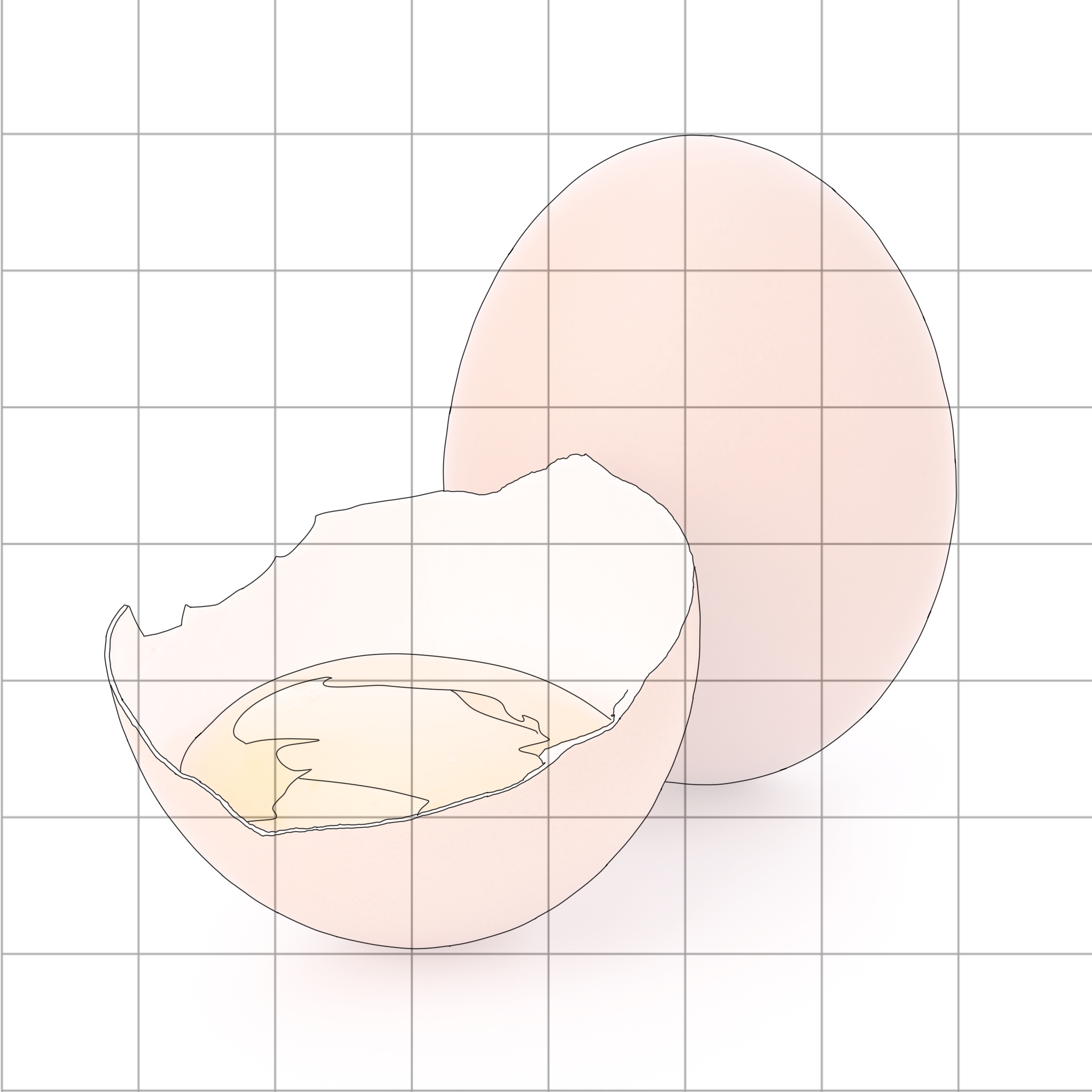 Beginners Egg Sketching Diagram 2.jpg