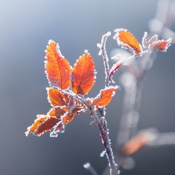 Frosty Leaves Reference Photograph.jpg