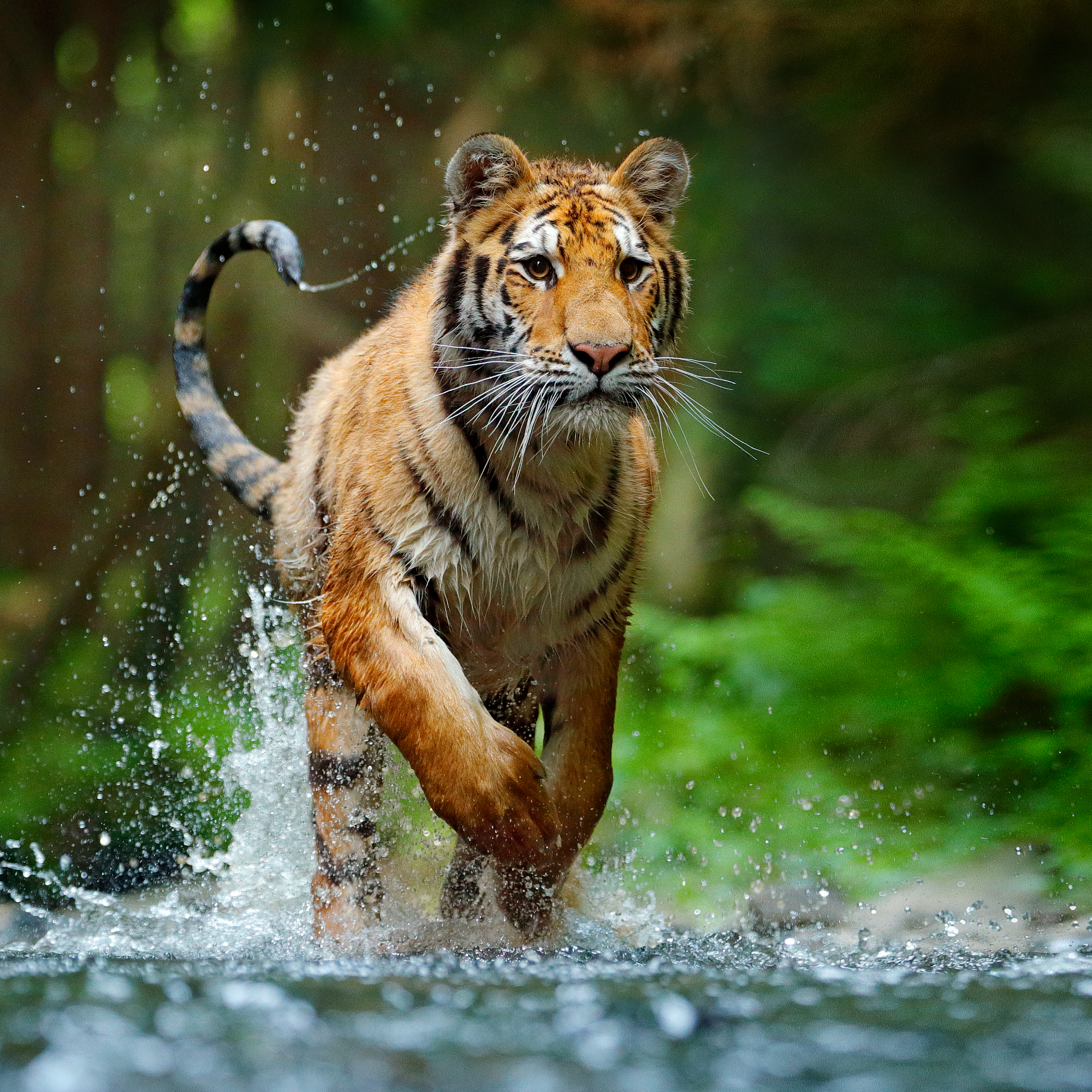 King of the Forest Reference Photograph.jpg