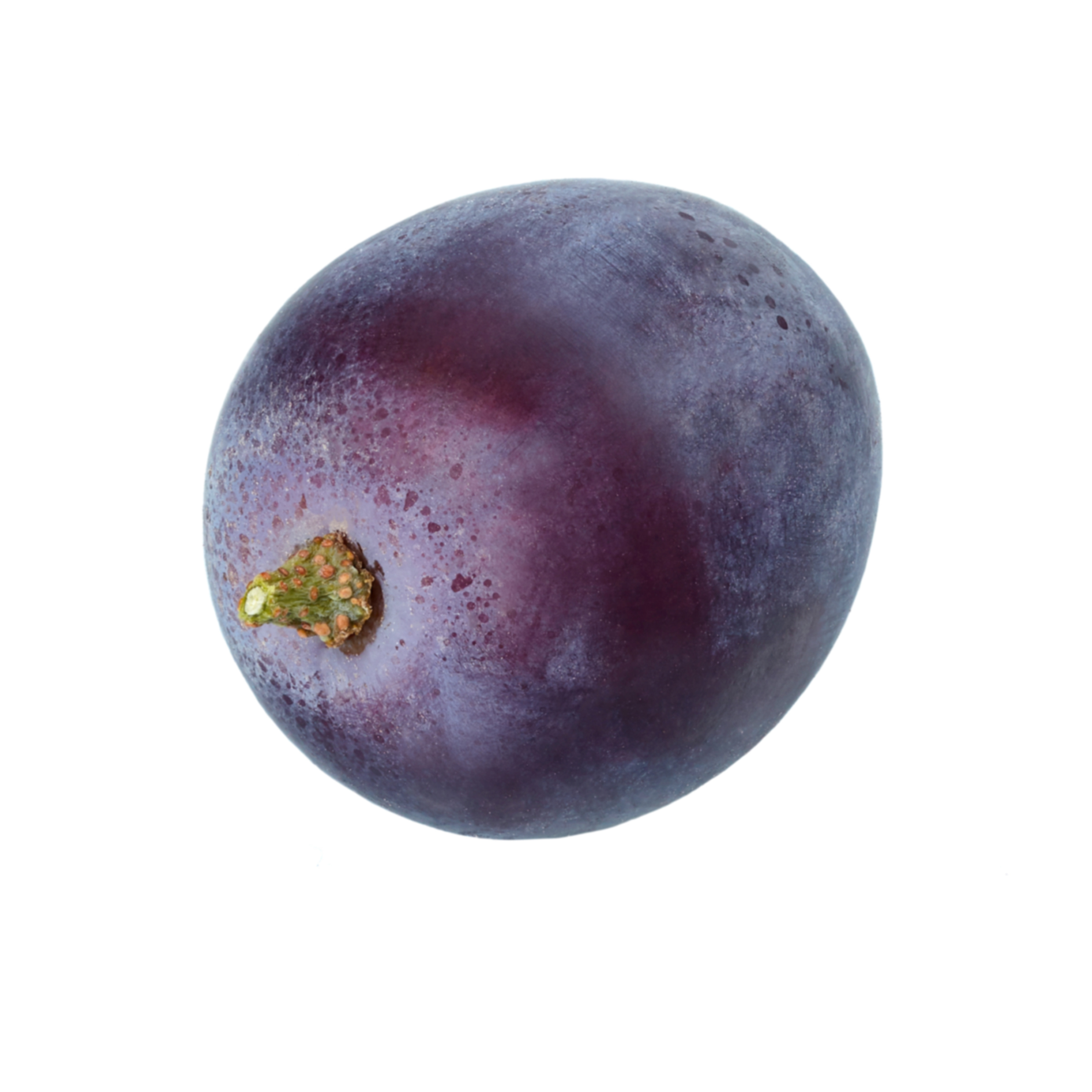 Red Grape Reference Photo.jpg