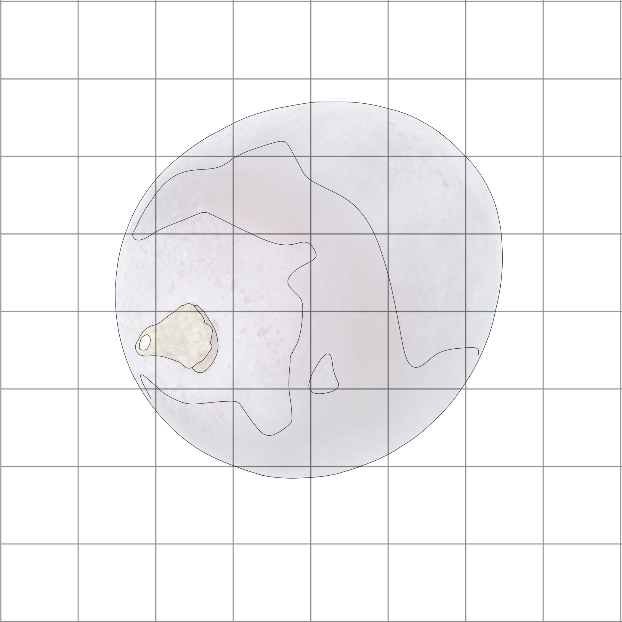 Red Grape Sketching Diagram 1.jpg