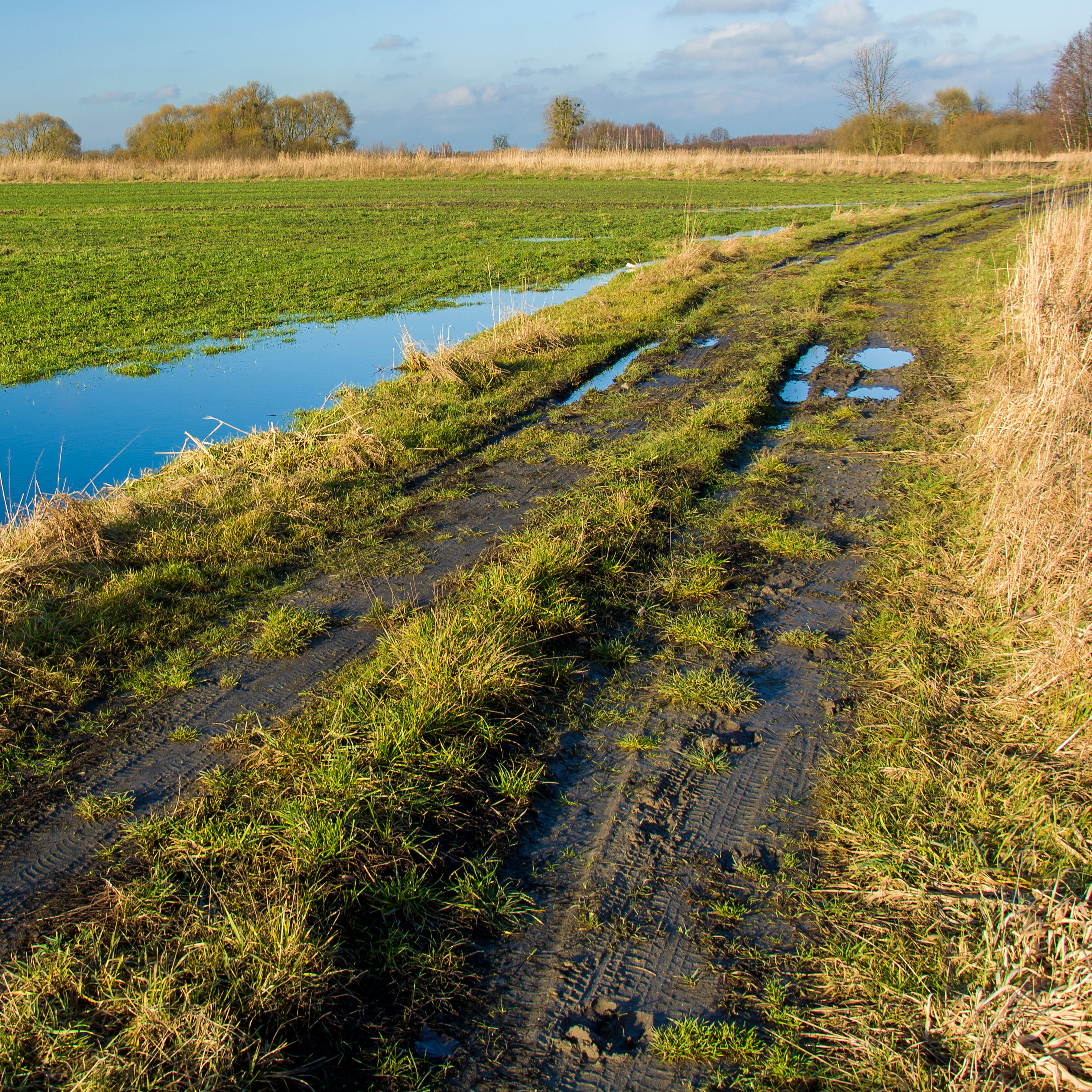 Sunshine & Puddles Reference Photograph.jpg