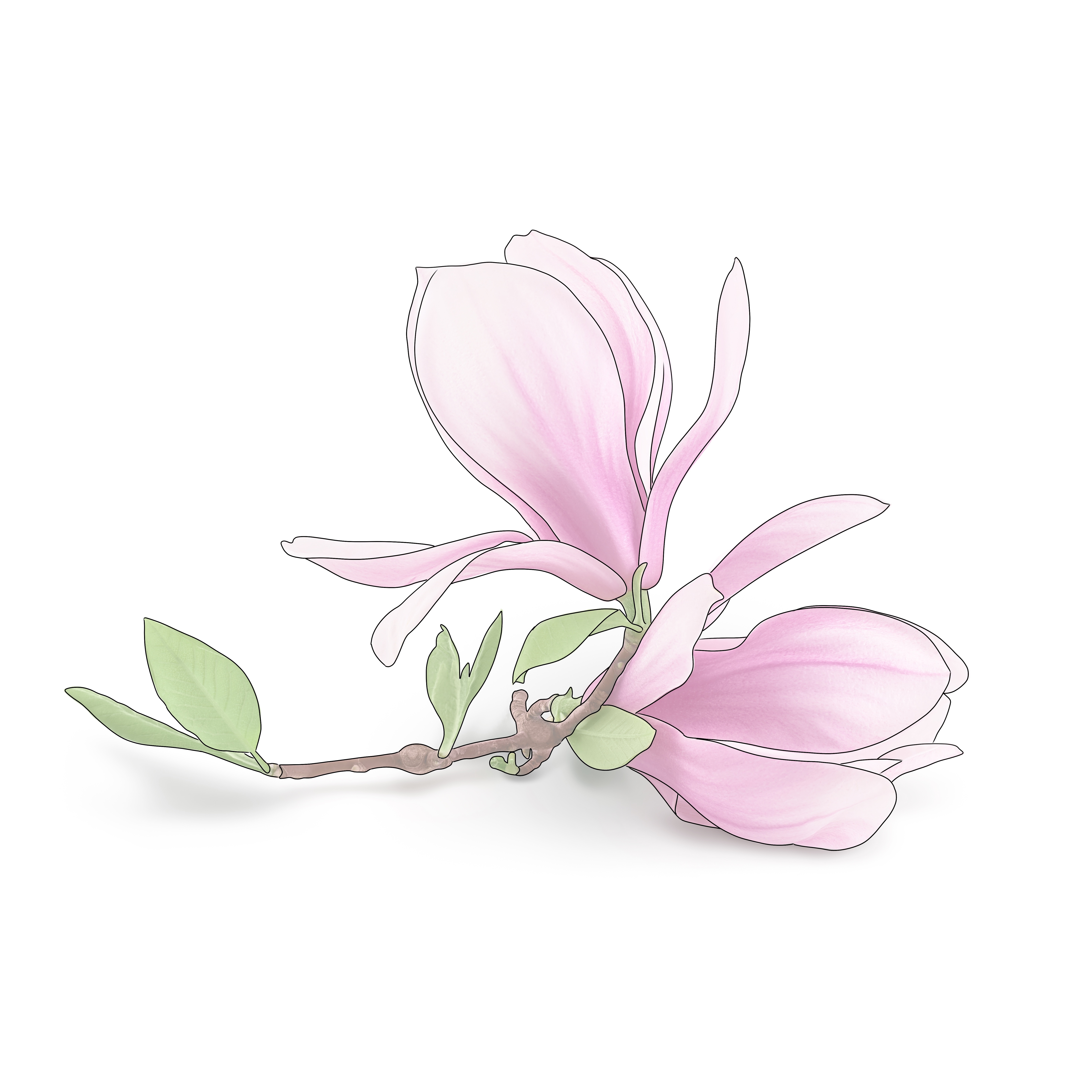 Beginners Magnolia Sketching Diagram 2.jpg