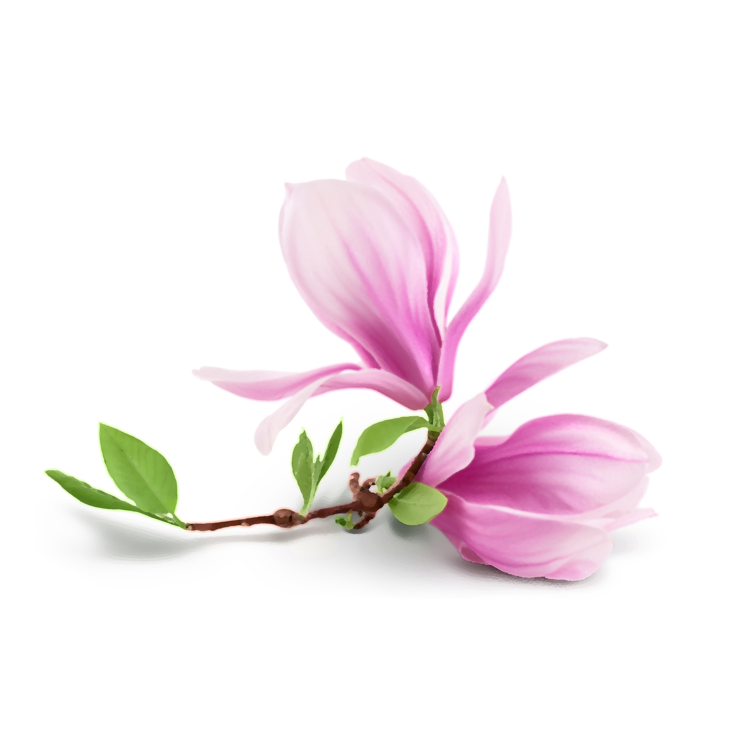 Beginners Magnolia Reference Photo.jpg