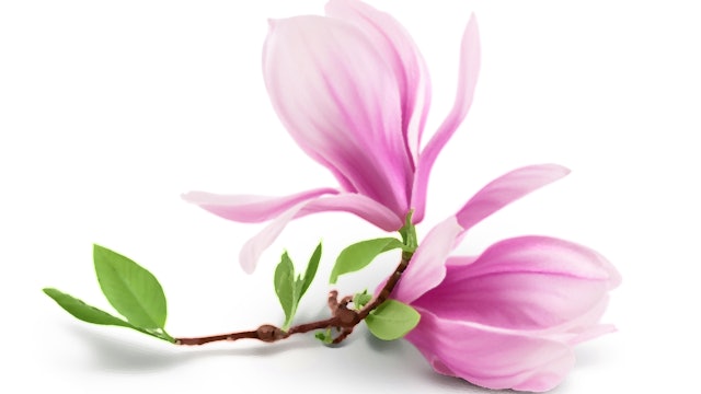 Beginners Magnolia Reference Photo.jpg