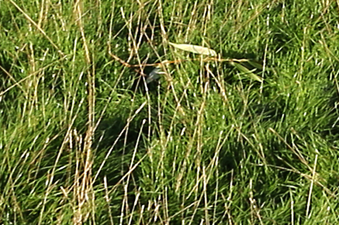 Grass Details Reference Photo.jpg
