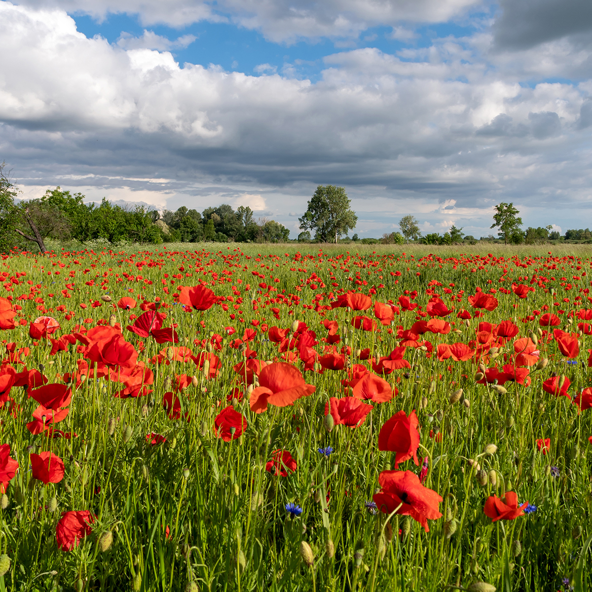 Poppies Reference Photo.jpg