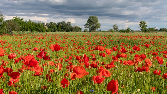 Poppies Reference Photo.jpg