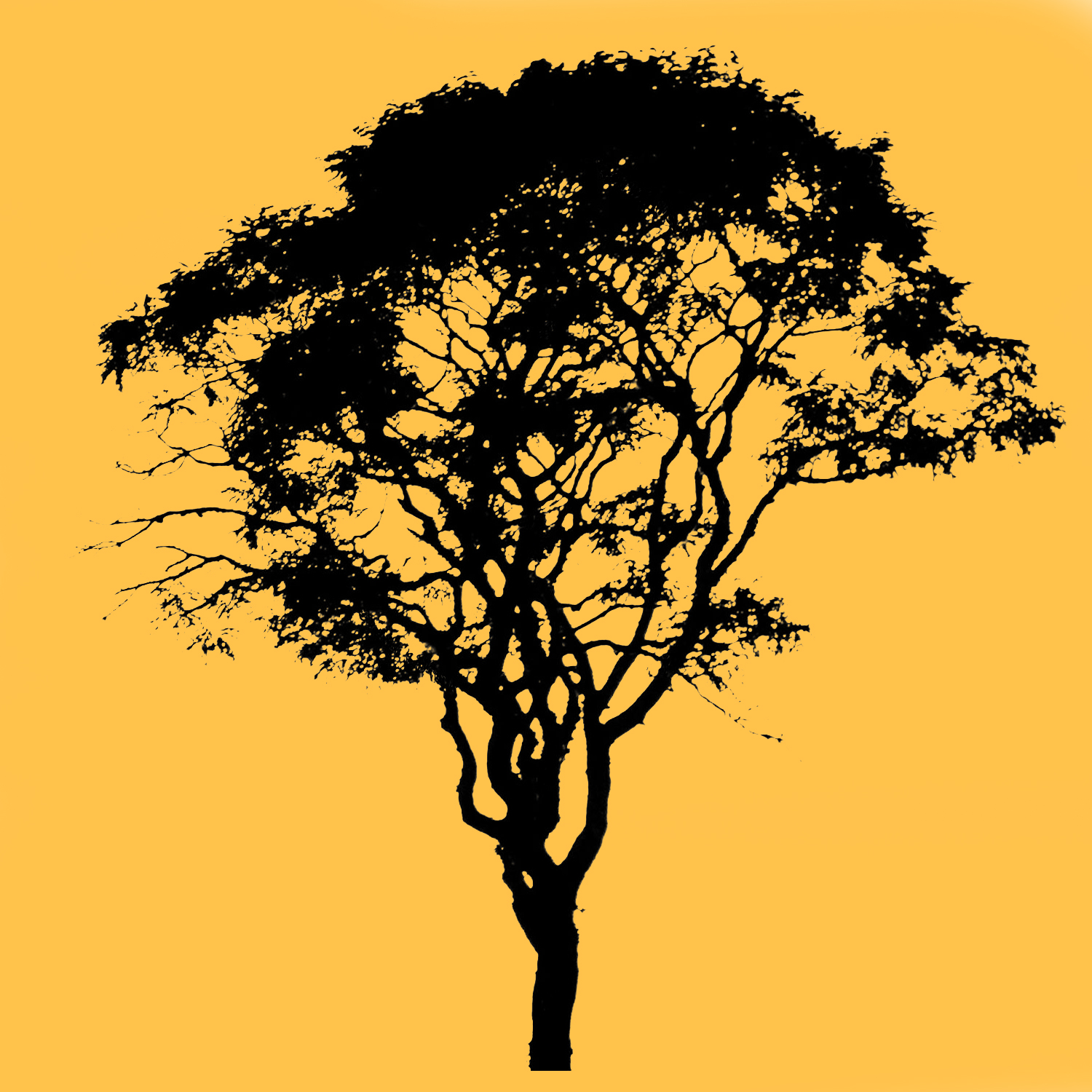 Silhouette Tree 2 Reference Photo.jpg