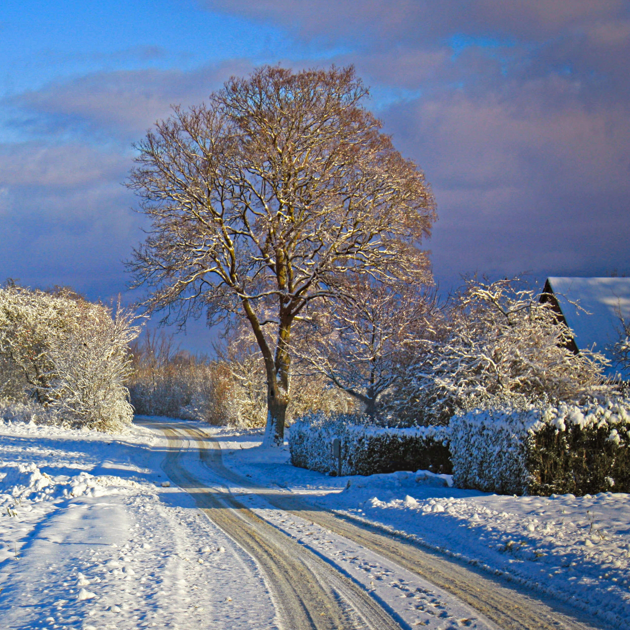 December Delight Reference Photo.jpg