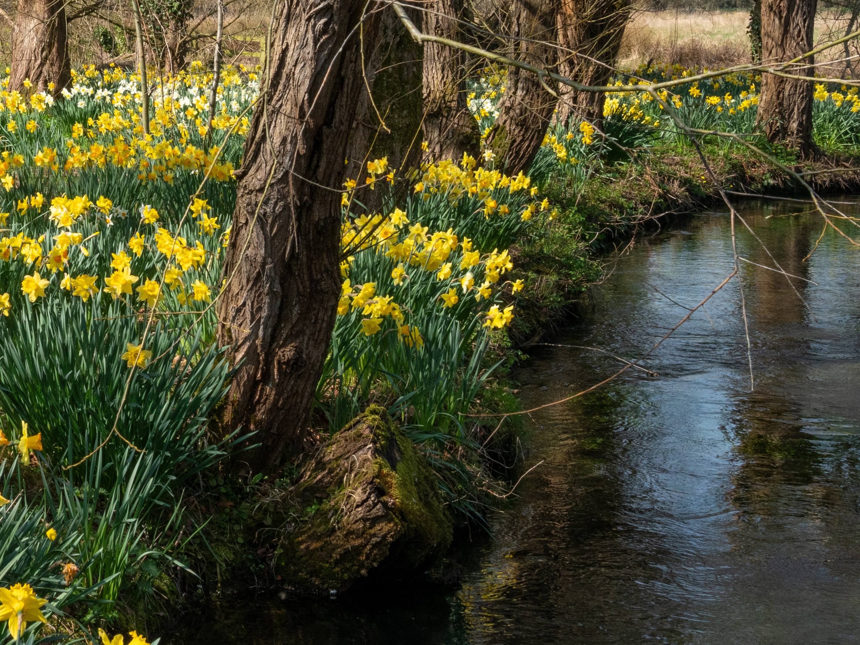 Golden Blossoms Reference Photo.jpg