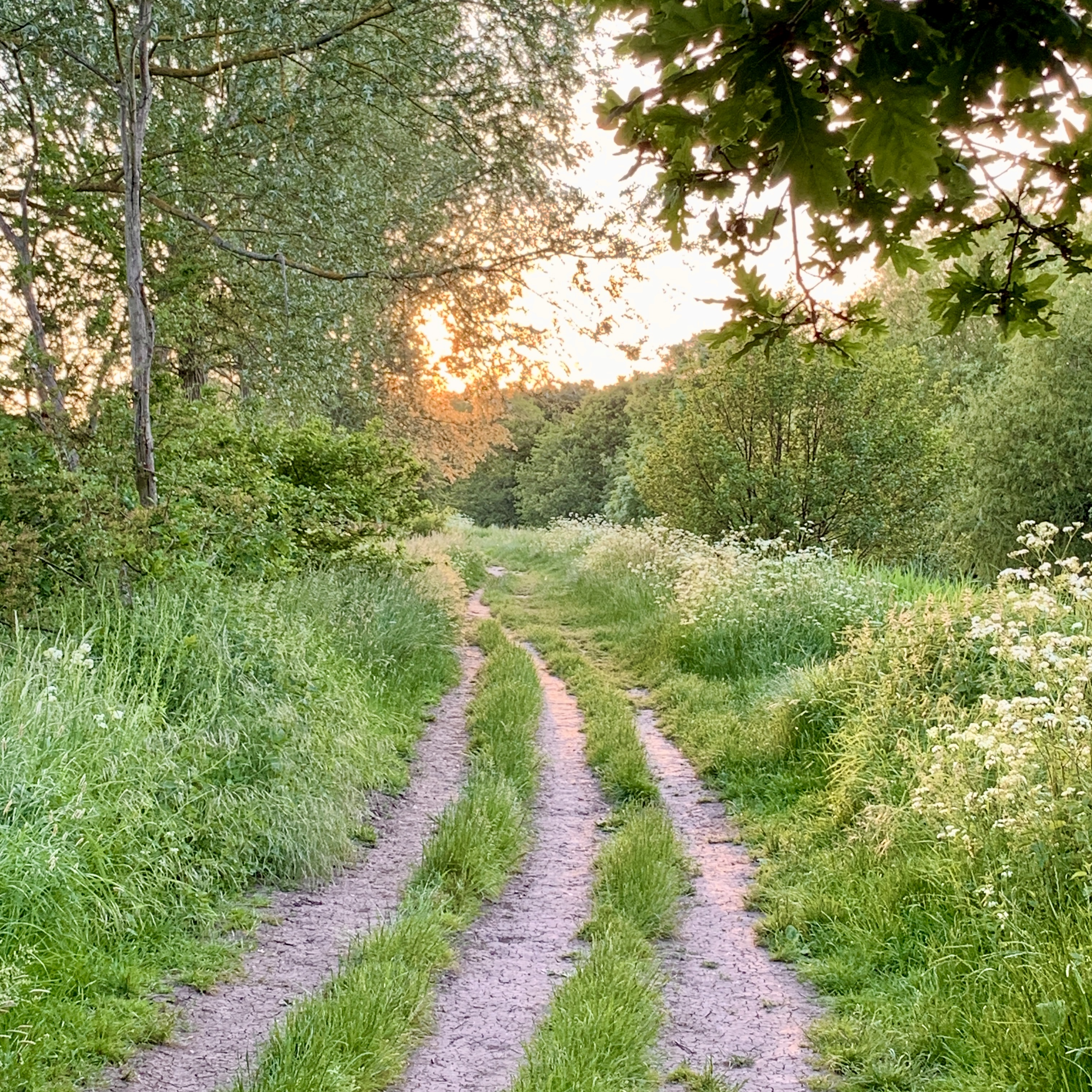 Twilight Trail Reference Photo.jpg