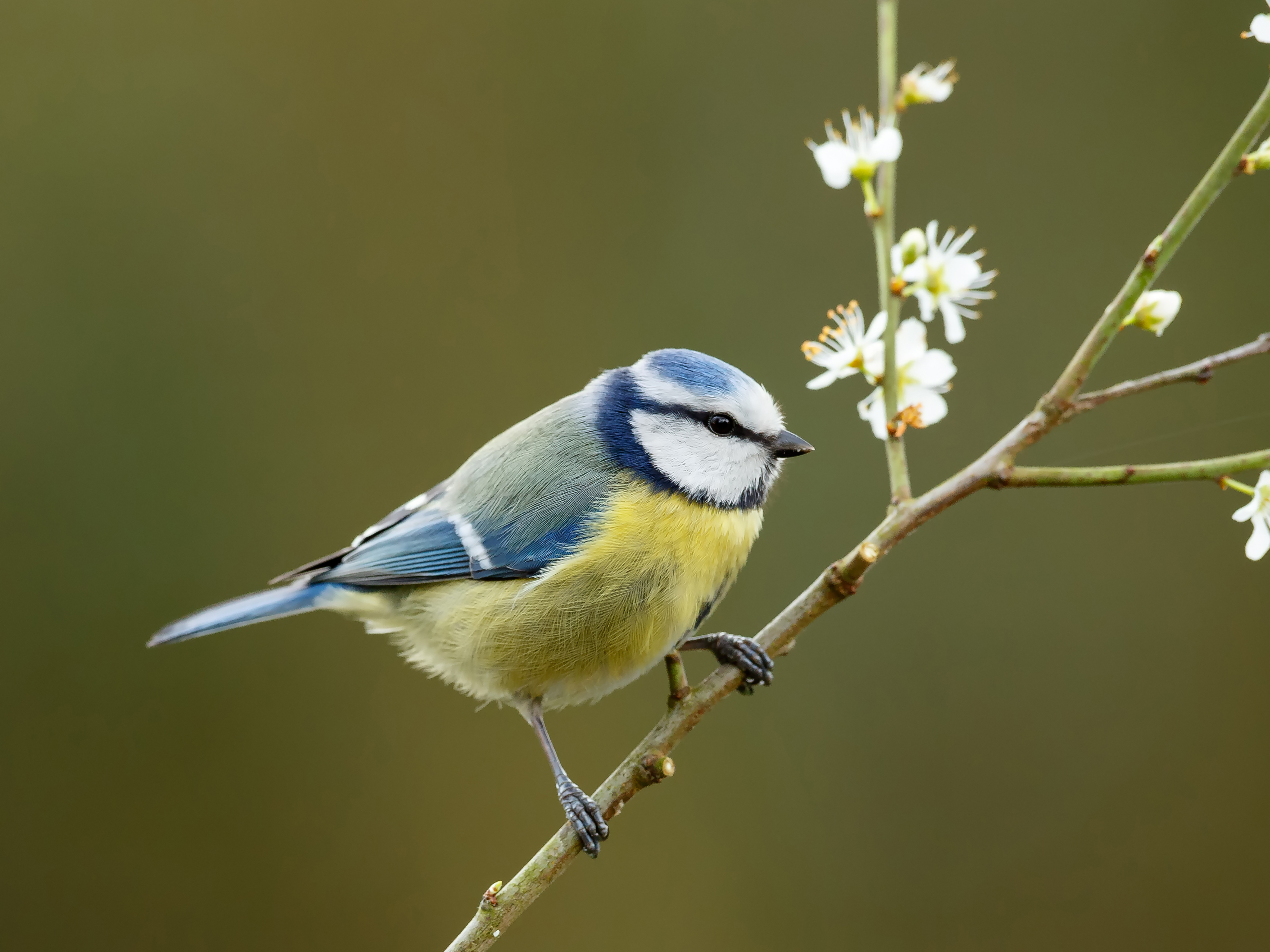 Blue Tit Reference Photo.jpg