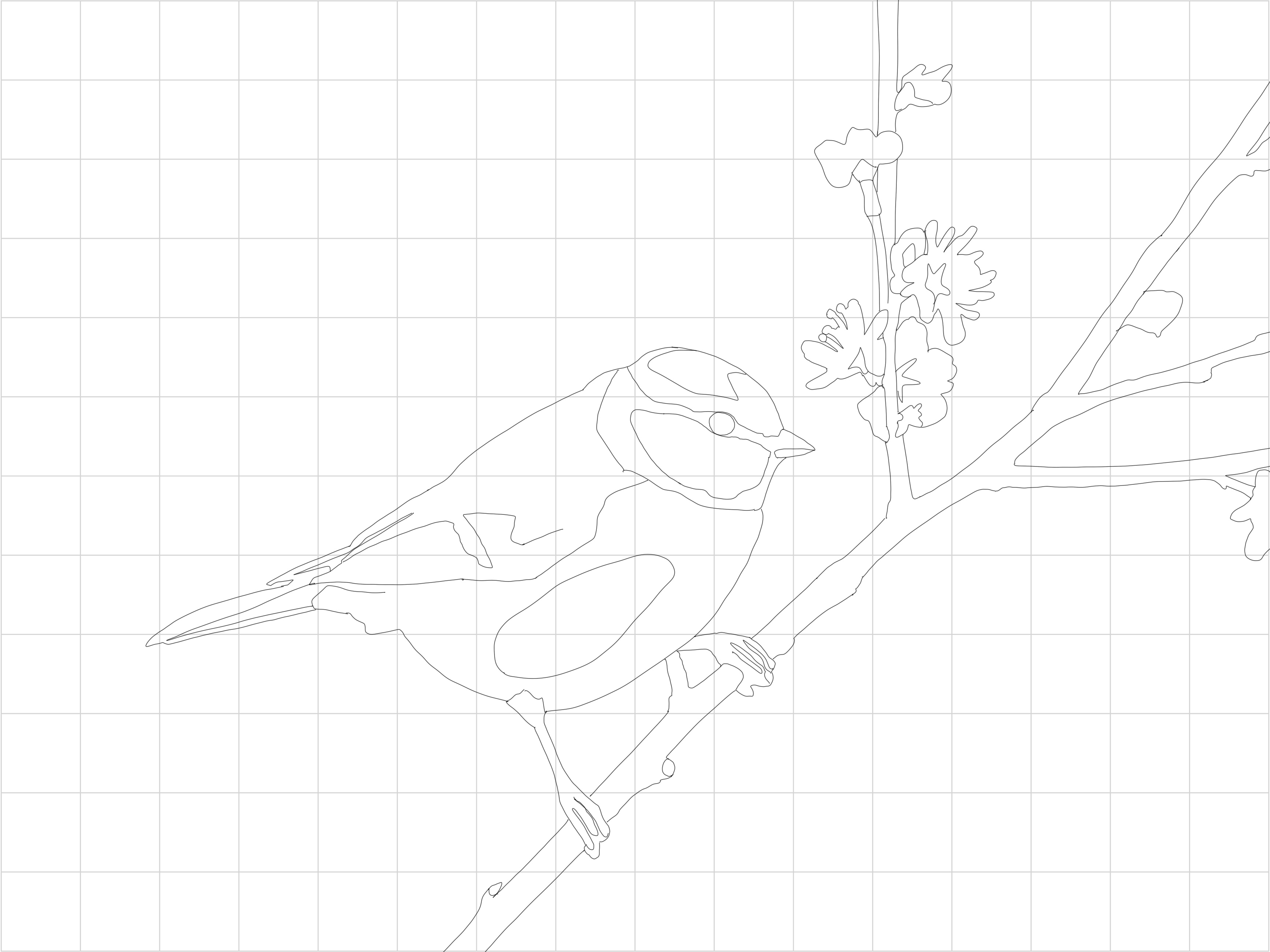Blue Tit Sketching Diagram 1.jpg