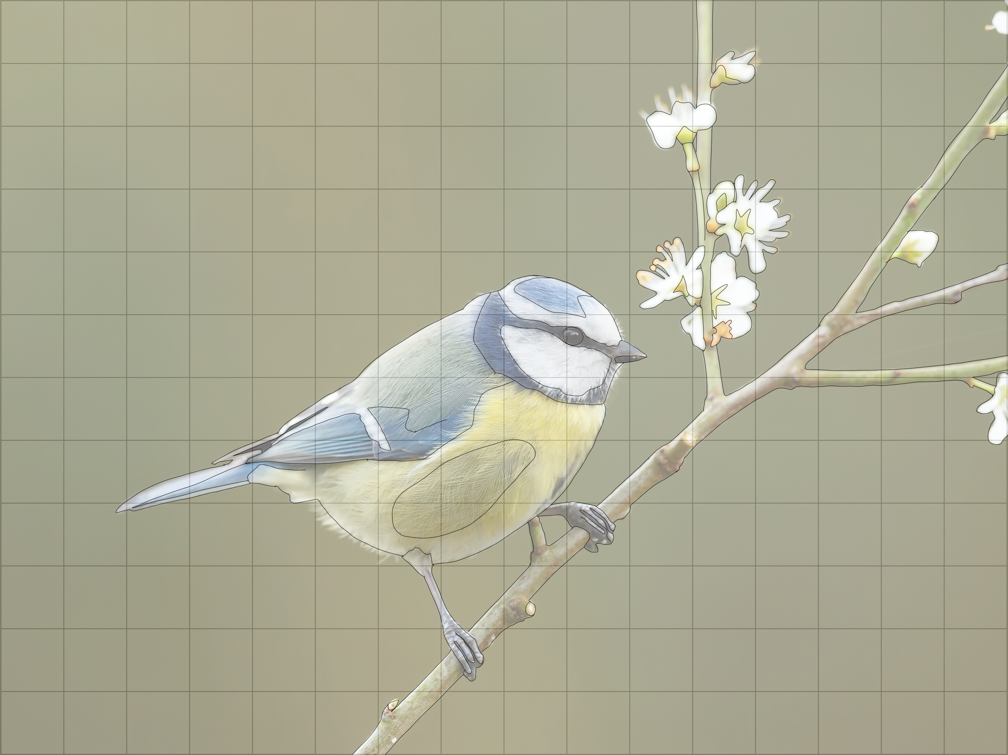 Blue Tit Sketching Diagram 2.jpg