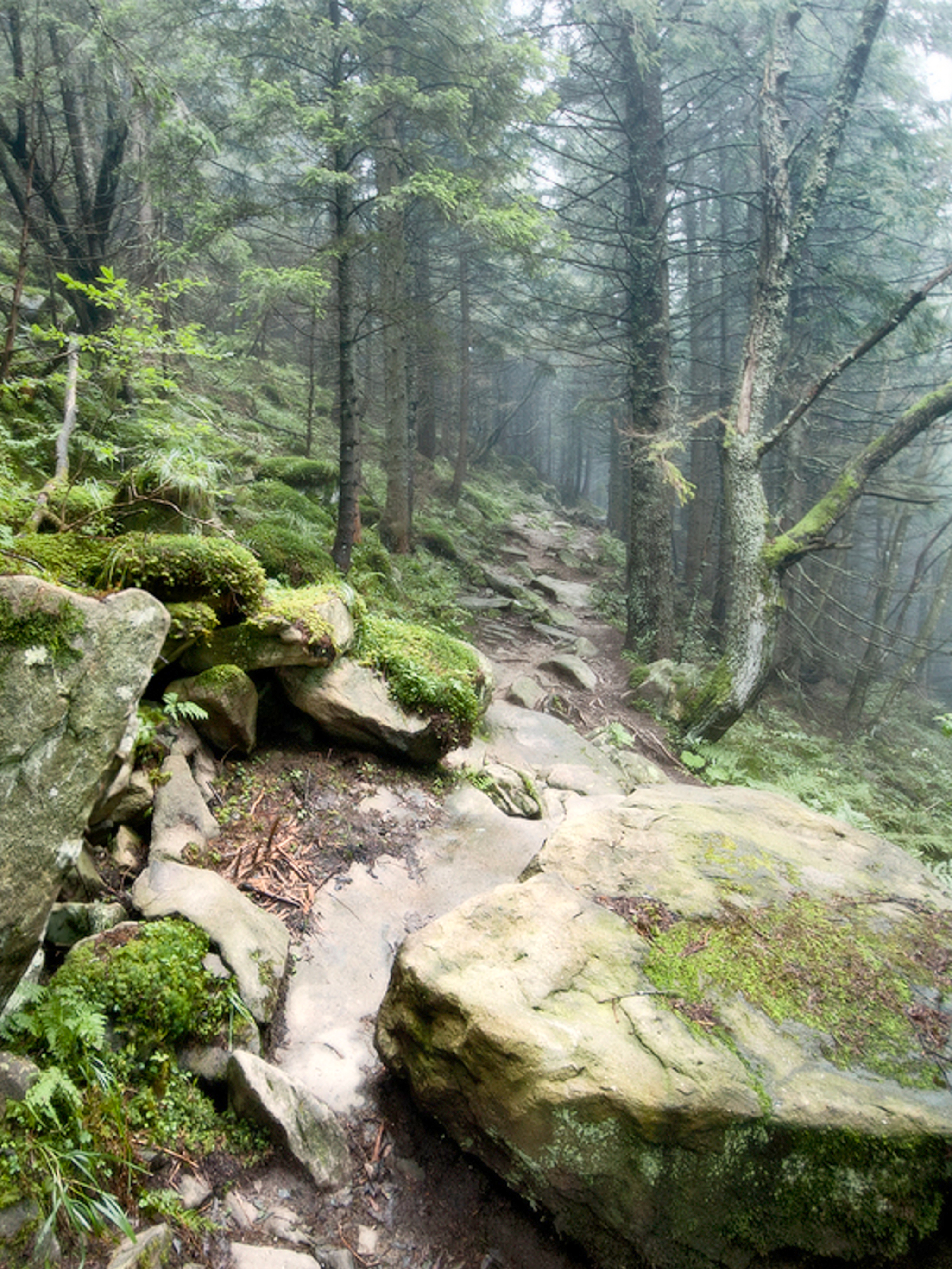 The Forgotten Trail Reference Photo.jpg