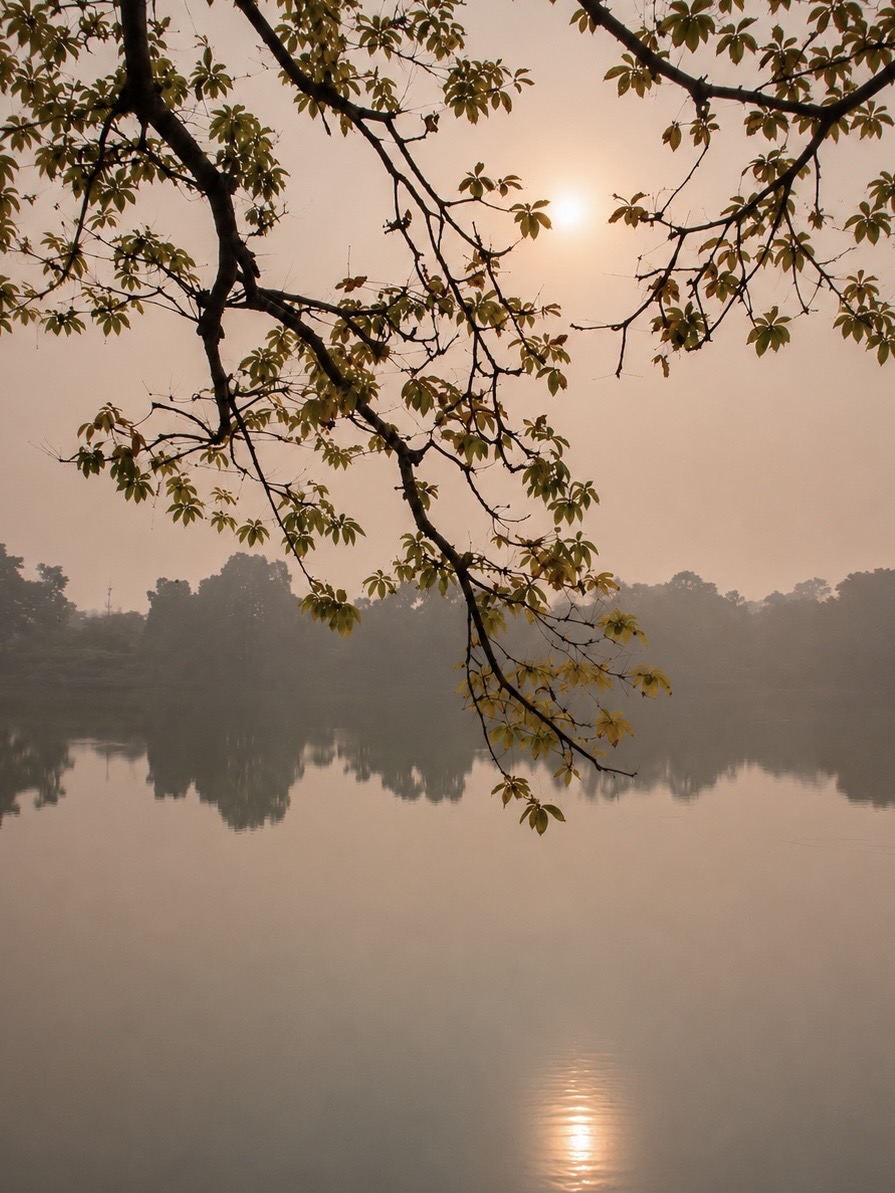 Mist Beneath the Branches Reference Photo.jpg