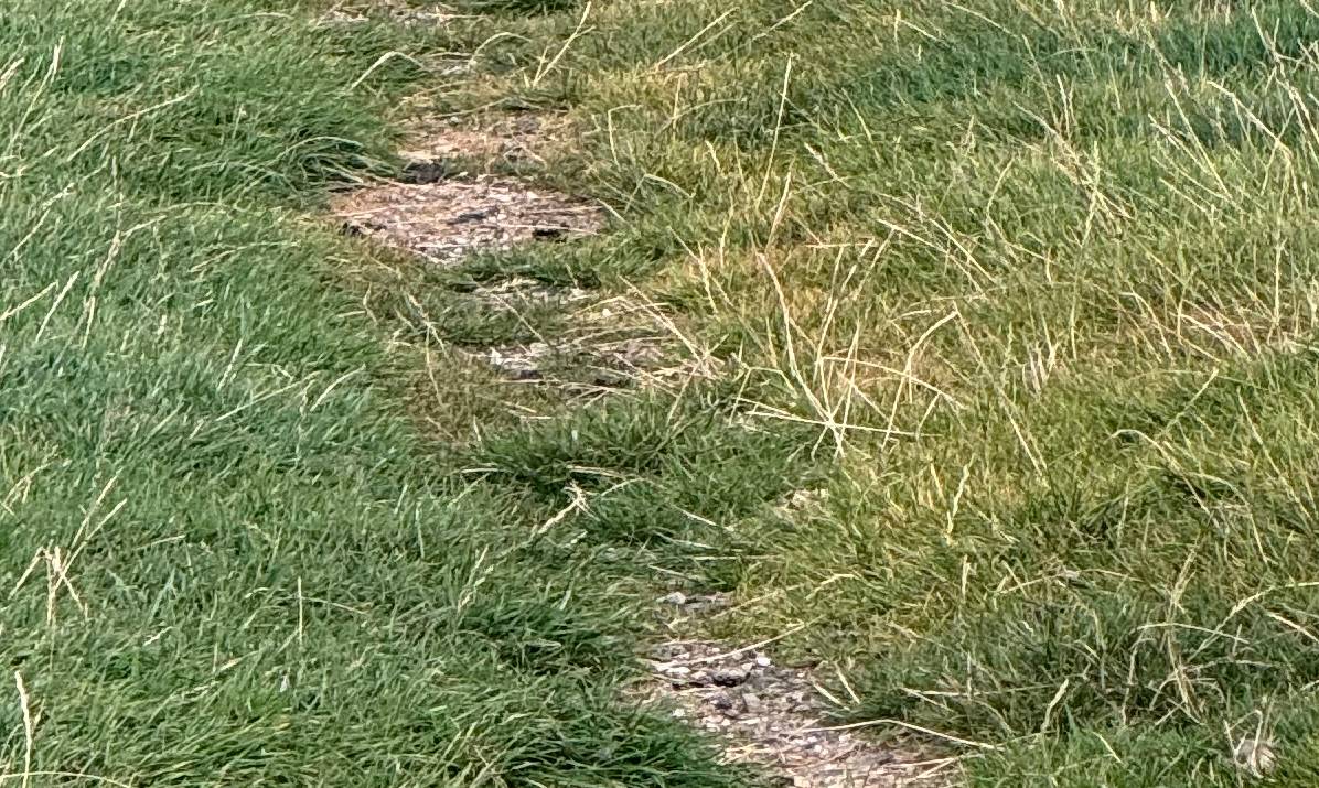 Advanced Grass Techniques Reference Photo.JPG