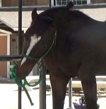 Oral Obsessions in Horses and Simple Solutions Part 1