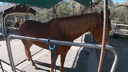 Mike Hughes Horsemanship Members Page Video