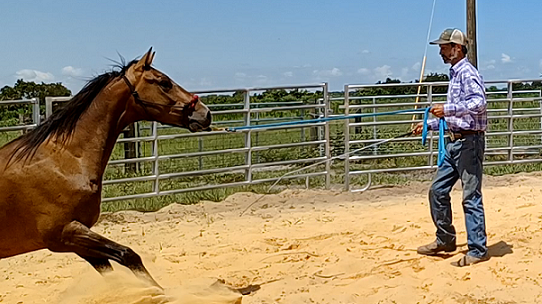 Horses Afraid of Whips - Solve the Issue -