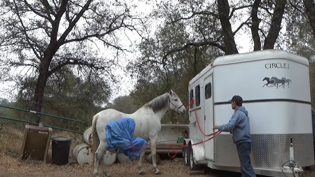 My Horse Pulls back when startled (Gr...