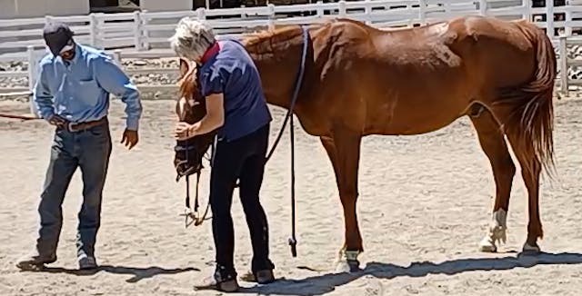 Solutions to Hard To Bridle Horses